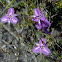 Twining fringe lily