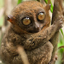 Philippine Tarsier