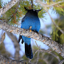 Steller's Jay