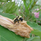 Bumblebee