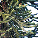 Araucaria
