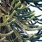 Araucaria