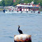 Great Cormorant