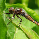 Blue Corporal, immature female