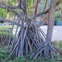 Banyan Tree