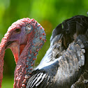 Domesticated Turkey (Male)