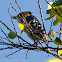 Crested Barbet