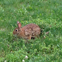 Eastern Cottontail