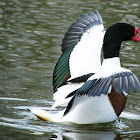 Common Shelduck