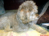 Hola Busco Novia Maltes Color Miel