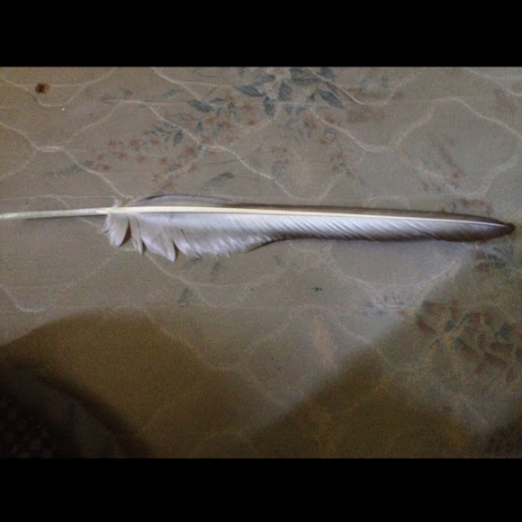 Spotting Image 1