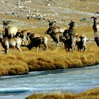 Himalayan Thar
