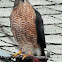 Cooper's Hawk