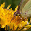Clouded Sulphur