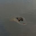 American Alligator