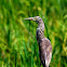 Indian Pond Heron
