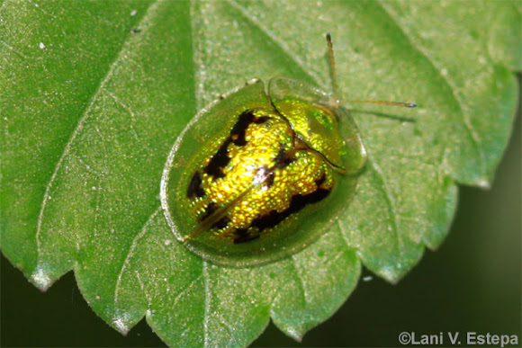 Spotting Image 1