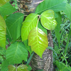 Poison ivy