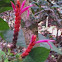 Aphelandra