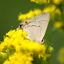 western tailed blue