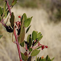 Pointleaf manzanita