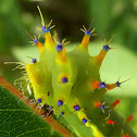 Larva - emperor gum moth
