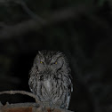 Whiskered Screech Owl