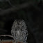 Whiskered Screech Owl