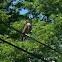 Hawk