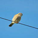 America Kestrel