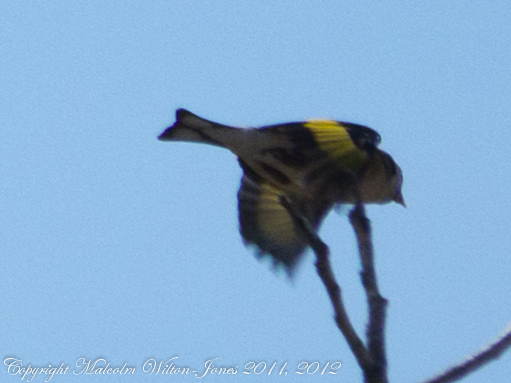 Spotting Image 1