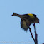 Goldfinch; Jilguero
