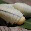 Pine Sawfly