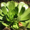 Aeonium