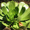 Aeonium