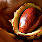 Horse Chestnut