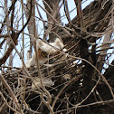 Great Horned Owl