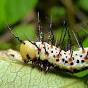 Red Postman caterpillar
