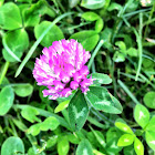 Red Clover