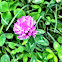 Red Clover