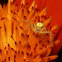 Crab Spider