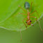 Green tree ant