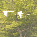 Mute Swan