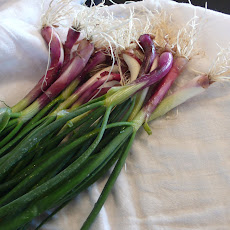 Spring Onion Tart