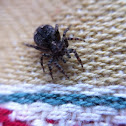 Jumping Spider