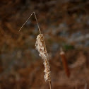 Broadleaf Cattail