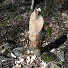 Beaver