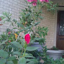 Knock-out Rose