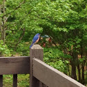Eastern Bluebird - male