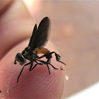 Feather-legged Fly